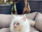 Persian Cat