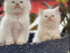 Persian cat