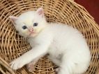 Persian Kittens