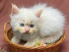 Persian Cat