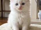 Persian Cat
