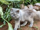 Persian cat