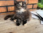 Persian Cat
