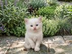 Persian Kitten