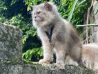 Persian cat