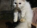 Persian Cat