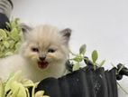 Persian cat