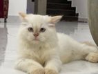 Persian Cat