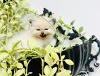 Persian cat
