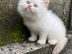 Persian cat