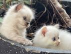 Persian cat