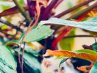Persian cat