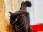 Persian cat