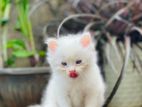 Persian cat