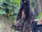 Persian cat