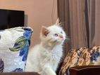 Persian cat
