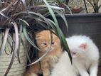 Persian Cat