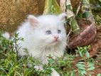 Persian Cat