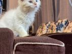 Persian cat
