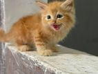 Persian Cat