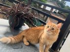 Persian Cat