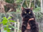 Persian Cat