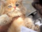 Persian Kitten