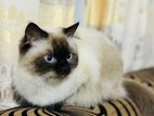 Persian Cat