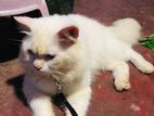 Persian Cat