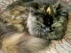 Persian Cat