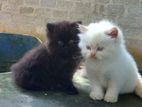 Persian Kittens