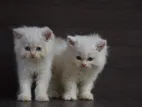 Persian Cat
