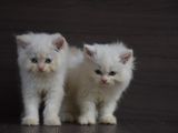 Persian Cat