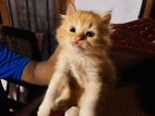 Persian Cat