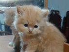 Persian Cat