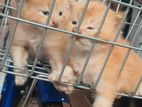 Persian Cat