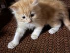 Persian Cat