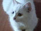 persian cat