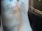Persian Kitten