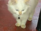 Persian Cat