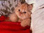 Persian Kitten