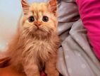 Persian Kitten