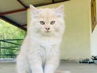 Persian Cat