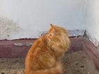 Persian Cat