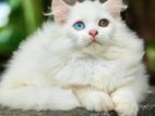 Persian Kittens
