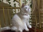 Persian Cat