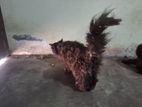 Persian Cats