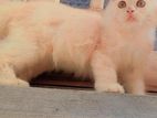 Persian Kitten