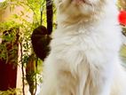 Persian Cat