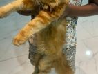 Persian Cat